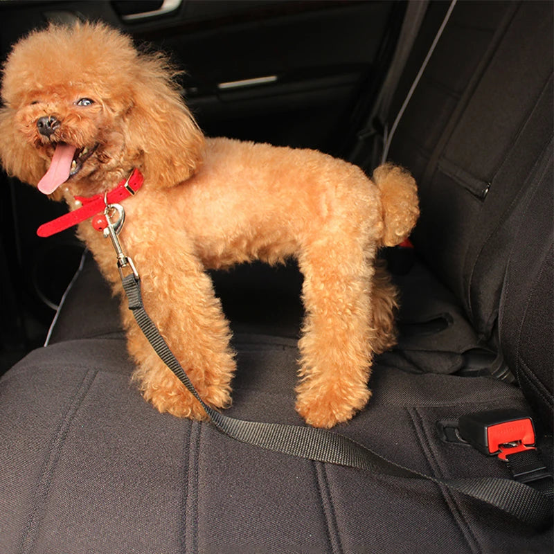 Seat Belt Safety Leash