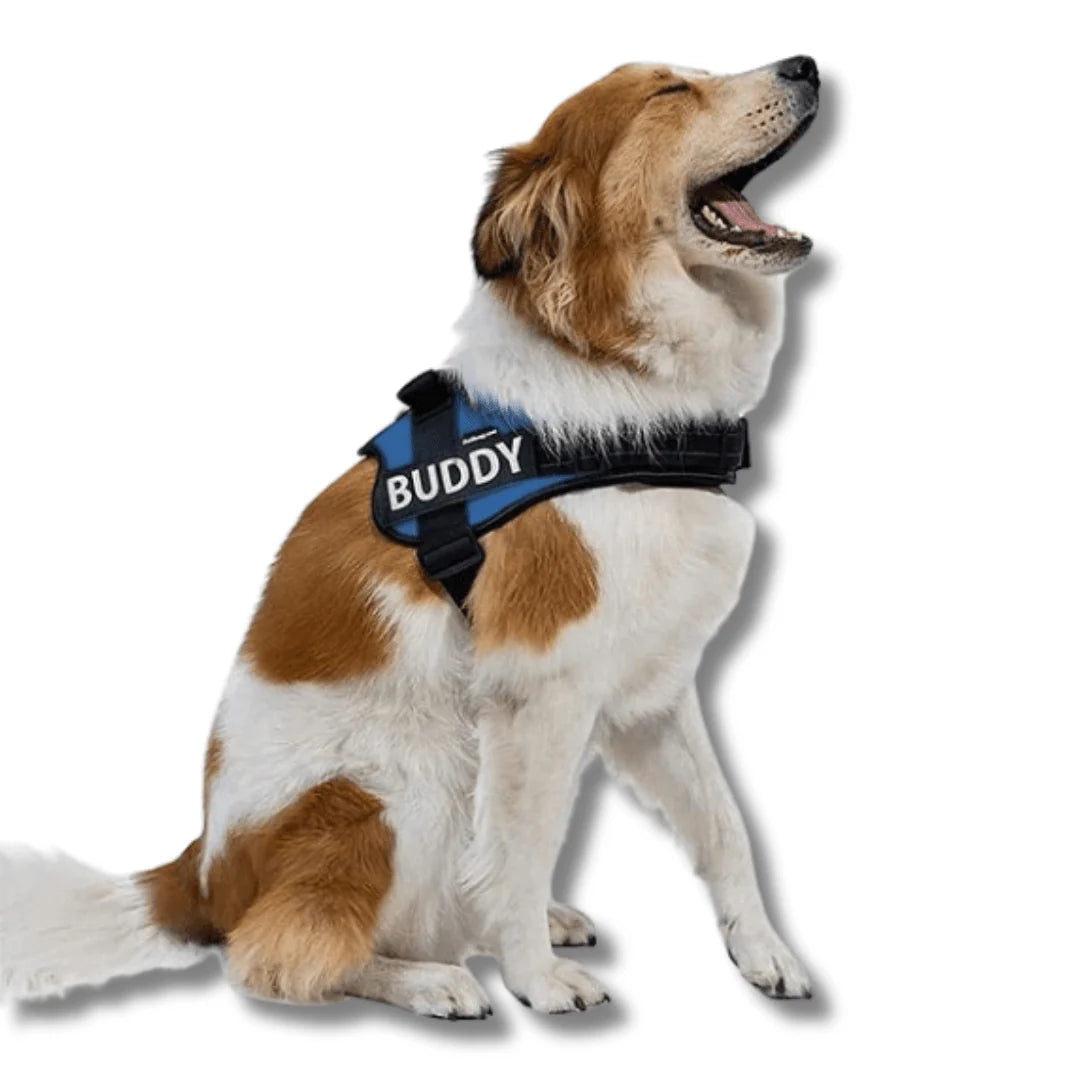 Personalised No Pull Dog Harness